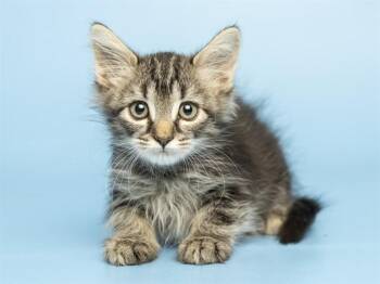RATINA -  Domestic Short Hair Cat for Adoption in Phoenix, Arizona - RATINA | PetCurious
