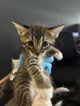 KINO -  Domestic Short Hair Cat for Adoption in San Antonio, Texas - KINO | PetCurious