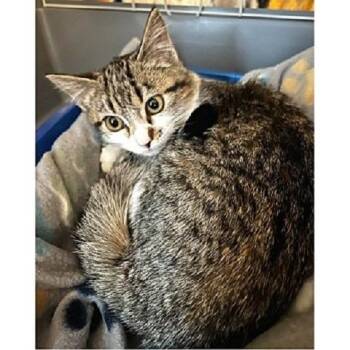 Rescue Tabby Cats for Adoption in Millcreek, Utah - Merliah | PetCurious