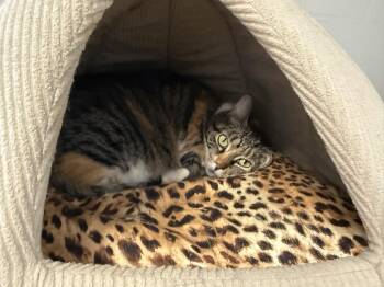 Rescue Domestic Short Hair Cats for Adoption in Reeds Spring, Missouri - Pretty Girl | PetCurious