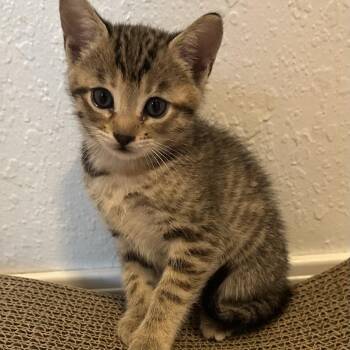 Sina -  Domestic Short Hair Cat for Adoption in Tulsa, Oklahoma - Sina | PetCurious