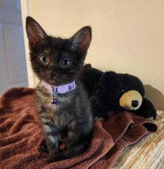 Margo -  Domestic Short Hair Cat for Adoption in Fresno, California - Margo | PetCurious