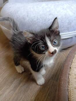 Pepper -  Domestic Short Hair Cat for Adoption in Hardeeville, South Carolina - Pepper | PetCurious
