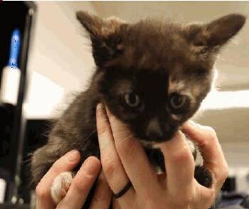 Twilight -  Tortoiseshell Cat for Adoption in Calgary, Alberta - Twilight | PetCurious