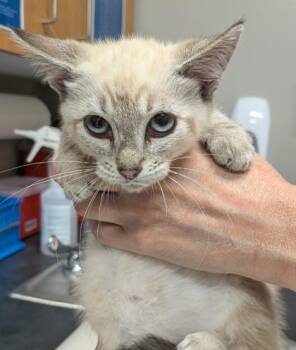 Anastasia -  Domestic Short Hair Cat for Adoption in Missoula, Montana - Anastasia | PetCurious