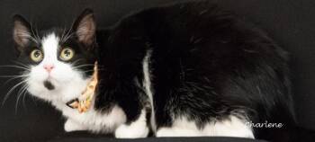Rescue Domestic Short Hair Cats for Adoption in Newland, North Carolina - Scarlett | PetCurious