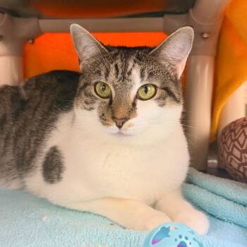 Keys -  Domestic Short Hair Cat for Adoption in Harrisonburg, Virginia - Keys | PetCurious