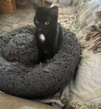 Domestic Short Hair Cats Available for Adoption - Pantera | PetCurious