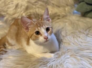 Donner -  Domestic Short Hair Cat for Adoption in Murfreesboro, Tennessee - Donner | PetCurious