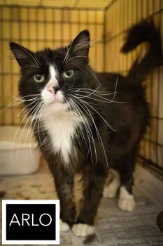 Tuxedo Cats Available for Adoption in Greenville, Delaware - Arlo (FCID# 04/22/2026 - 35 Trainer) | PetCurious