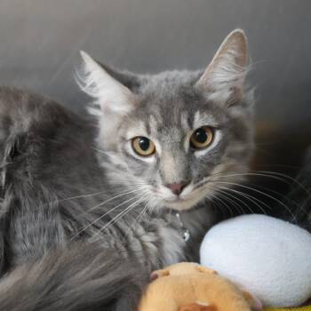 George -  Domestic Long Hair Cat for Adoption in Coachella, California - George | PetCurious