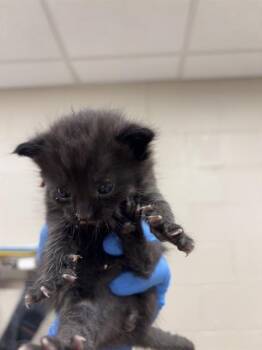 Domestic Short Hair Cats Available for Adoption in Grand Prairie, Texas - JUNEBUG | PetCurious