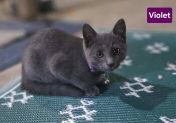 VIOLET -  Domestic Short Hair Cat for Adoption in Owatonna, Minnesota - VIOLET | PetCurious