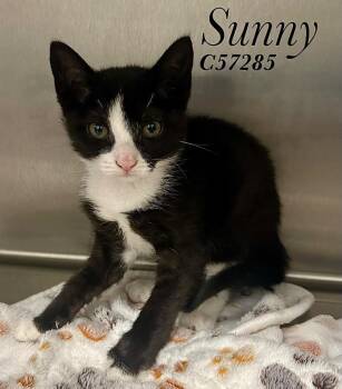 Sunny -  Domestic Medium Hair Cat for Adoption in Clarksville, Tennessee - Sunny | PetCurious