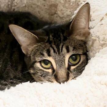 Cleo -  Domestic Short Hair Cat for Adoption in Hemet, California - Cleo | PetCurious