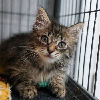 Juicy Juice -  Domestic Long Hair Cat for Adoption in Bradenton, Florida - Juicy Juice | PetCurious