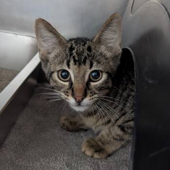 Jet -  Domestic Short Hair Cat for Adoption in Independence, Kansas - Jet | PetCurious