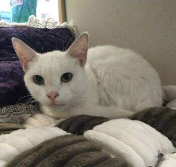 Lulu -  Domestic Short Hair Cat for Adoption in Palm Coast, Florida - Lulu | PetCurious