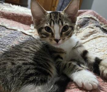 Rescue Domestic Short Hair Cats for Adoption in Gerrardstown, West Virginia - Tamsin | PetCurious