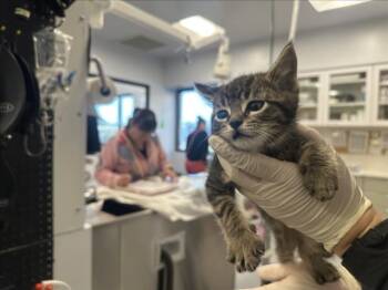 Domestic Short Hair Cats Available for Adoption in Santa Fe, New Mexico - DEANO | PetCurious