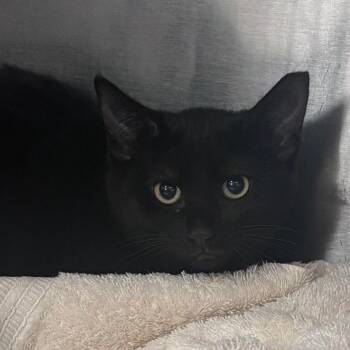 Olive -  Domestic Short Hair Cat for Adoption in Indianapolis, Indiana - Olive | PetCurious