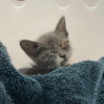 Mrs. Teagan -  Domestic Short Hair Cat for Adoption in Columbus, Georgia - Mrs. Teagan | PetCurious