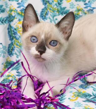 Niran -  Siamese Cat for Adoption in Tierra Verde, Florida - Niran | PetCurious