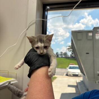 Dominic -  Domestic Short Hair Cat for Adoption in Columbiana, Alabama - Dominic | PetCurious