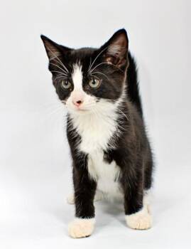 Keith -  Domestic Short Hair Cat Available for Adoption in Morton Grove, Illinois - Keith | PetCurious