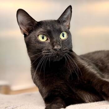 Octavia -  Domestic Short Hair Cat for Adoption in Jackson Township, New Jersey - Octavia | PetCurious