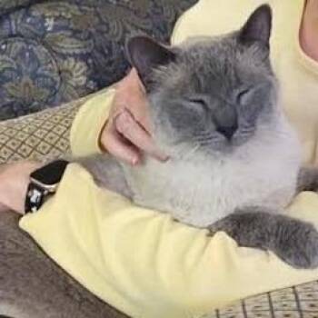 Skye C11293 -  Siamese Cat for Adoption - Skye C11293 | PetCurious