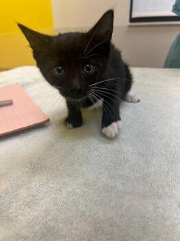 Cora -  Domestic Short Hair Cat for Adoption in Raleigh, North Carolina - Cora | PetCurious