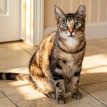 Domestic Short Hair Cats Available for Adoption in Cambria, California - Evie | PetCurious
