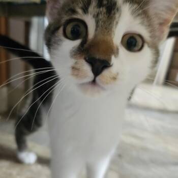 Wybie -  Domestic Short Hair Cat for Adoption in The Dalles, Oregon - Wybie | PetCurious
