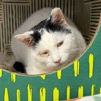 Topeka -  Domestic Short Hair and Mixed Breed Cat for Adoption in Ashtabula, Ohio - Topeka | PetCurious