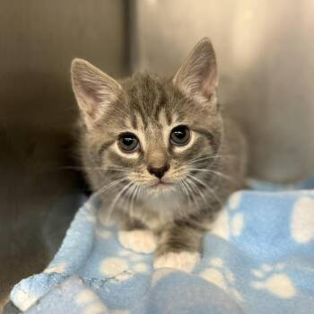 Domestic Short Hair Cats Available for Adoption in Martinsville, Virginia - Iphone | PetCurious
