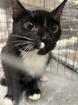 MARY -  Domestic Short Hair Cat for Adoption in Las Vegas, Nevada - MARY | PetCurious