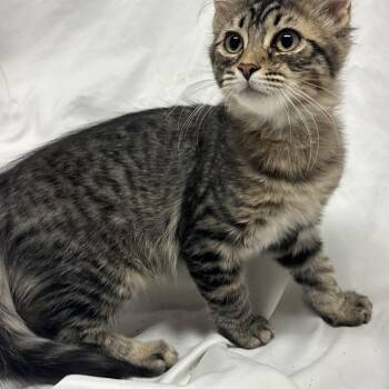 Kai -  Domestic Long Hair Cat for Adoption in Fredericksburg, Virginia - Kai | PetCurious