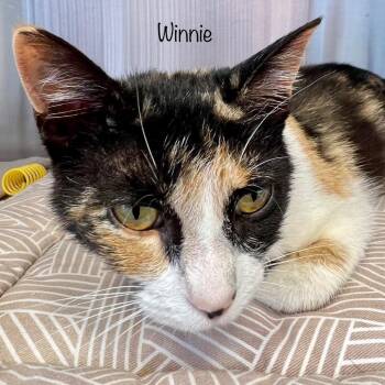 Winnie -  Domestic Short Hair Cat for Adoption in Madisonville, Tennessee - Winnie | PetCurious