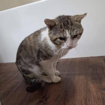 Luther -  Domestic Short Hair Cat for Adoption in Rochester, Minnesota - Luther | PetCurious