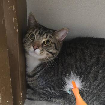 Torrent 26-0687 -  Domestic Short Hair Cat for Adoption in Yanceyville, North Carolina - Torrent 26-0687 | PetCurious