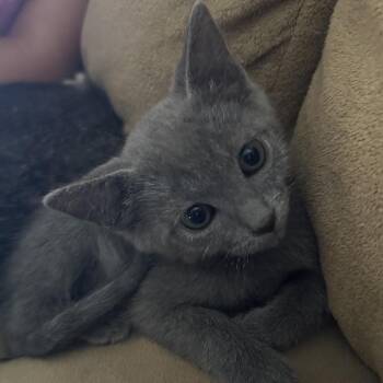 Princess Ranni -  Domestic Short Hair Cat for Adoption in Phoenix, Arizona - Princess Ranni | PetCurious
