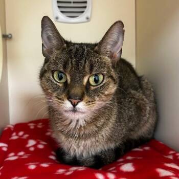 Rescue Domestic Short Hair Cats for Adoption in Naperville, Illinois - Ophelia | PetCurious