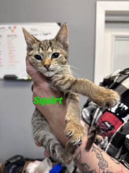 Domestic Short Hair Cats Available for Adoption - Squirt | PetCurious