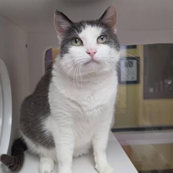 KitKat -  Domestic Short Hair Cat for Adoption in Marshfield, Wisconsin - KitKat | PetCurious