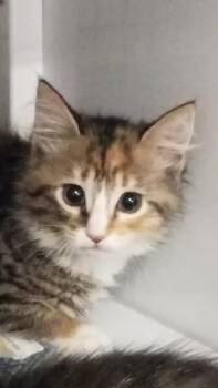 Coral -  Domestic Medium Hair Cat for Adoption in Trenton, New Jersey - Coral | PetCurious