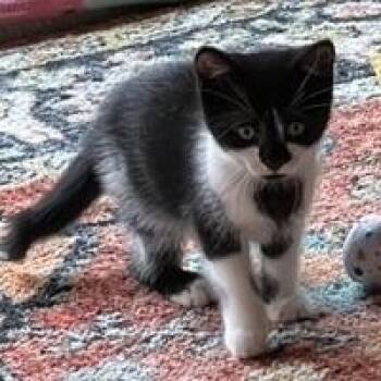 Rescue Tuxedo Cats for Adoption in Hoquiam, Washington - Josephine - Calm But Playful | PetCurious
