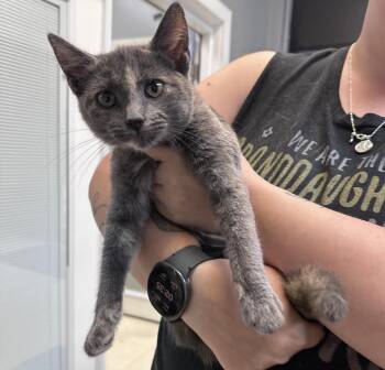 Honey -  Domestic Short Hair Cat for Adoption in Dyersburg, Tennessee - Honey | PetCurious
