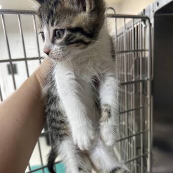 Domestic Long Hair Cats Available for Adoption in Leander, Texas - Rhine | PetCurious