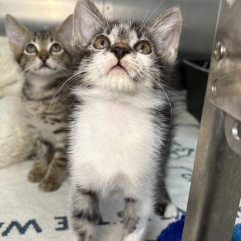 Captain -  American Shorthair Cat for Adoption in Asheville, North Carolina - Captain | PetCurious